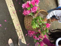 乐天花谷-乐天花谷