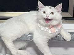 -瑞派福兴宠物医院犬猫全科·骨科·中西医结合(河东店)