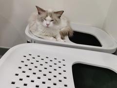 -有喵·猫咖·狗咖·30几只猫10只小狗(岗厦店)