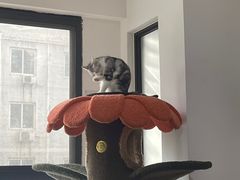 -团子家猫咪猫咖馆·柯基·柯尔鸭