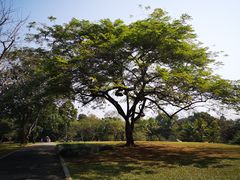 -中国科学院西双版纳热带植物园