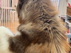 -Let's go狗咖·猫咖·奶狗·桌游(春熙路IFS店)