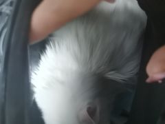 -爱洗澡的猫(望京店)