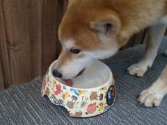 -柴源莊·柴小宠柴犬咖啡