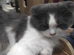 -飞行喵MR PILOT|猫舍·猫咖(静安大融城店)