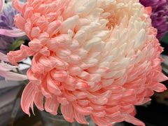 -BEAST野兽派(上海浦东嘉里城店)