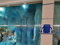 -帝企鹅自助餐厅•儿童岛•真企鹅(长隆企鹅酒店)