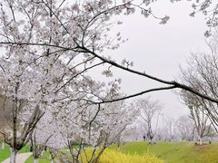 -羊山湖公园