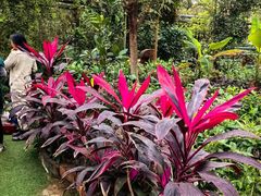 -呀路古热带植物园