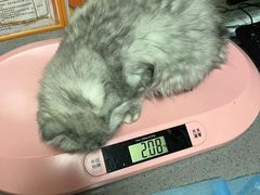 -创凡宠物医院·骨专科  猫科中心(西乡分院)