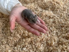 -怪兽屋·羊驼·猫咖·狗咖(俊华广场店)