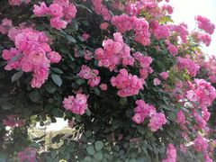 -广富林郊野公园