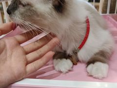 -藏猫猫咖啡主题馆(中央大道店)