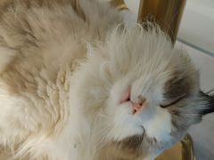 -飞行喵MR PILOT|猫舍·猫咖(静安大融城店)