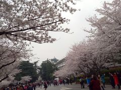 -武汉大学-樱园