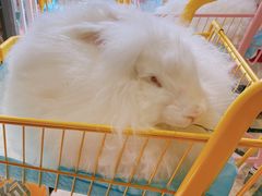 -猫色咖啡·猫咖