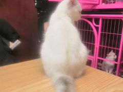 -猫咪咖啡店(新城大街店)