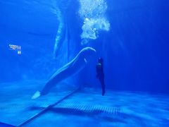 -多彩贵州城极地海洋世界