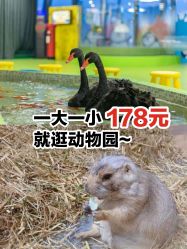 -七巧国萌宠乐园(龙湖天街店)
