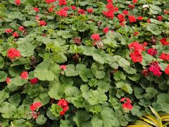 -南宫五洲植物乐园