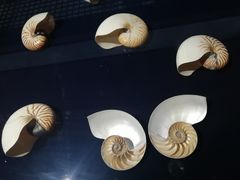 -青岛贝壳博物馆