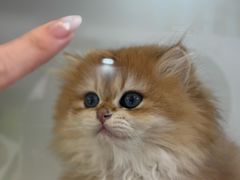 -青奢宠物·青奢猫舍