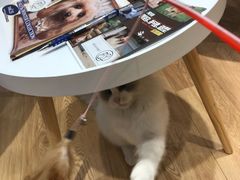 -Pets First伊珊娜洗护·精致美容·家庭式寄养(新会路店)