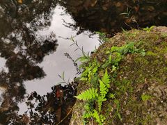 -燕晗山郊野公园