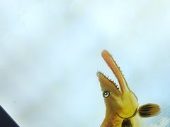 -徽三说·土徽菜·中国徽菜连锁品牌(一中店)