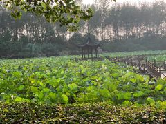 -合肥滨湖国家森林公园