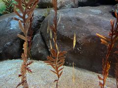 -上海海洋水族馆