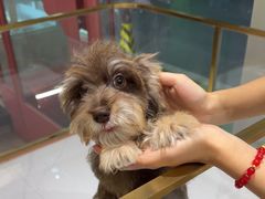 -FAELING PETS美天灵宠物(合生汇店)