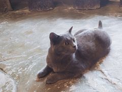 -猫猫幼稚园·撸猫·桌游·电玩