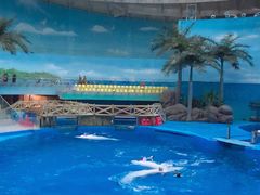 -海合安成都极地海洋公园