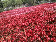 -松山湖梦幻百花洲