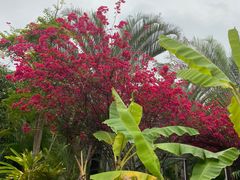 -西双版纳洲际度假酒店兰吧