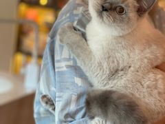 -猫大福·Fortune Cat猫舍(百子湾店)