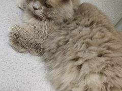 -我爱猫咪·猫咖·狗咖·安哥拉兔·羊驼咖(小寨华旗店)