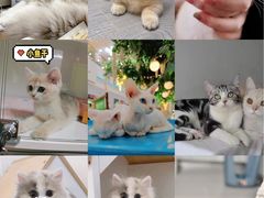 -Bastet sally猫舍购宠(静安店)
