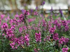 景点-盈香心动乐园