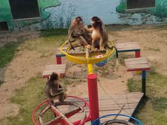 -西霞口神雕山野生动物世界