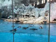 -帝企鹅自助餐厅•儿童岛•真企鹅(长隆企鹅酒店)