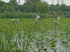 -上海长兴岛郊野公园