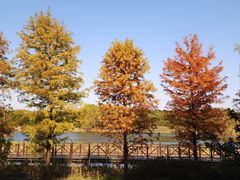 -贡湖湾湿地公园