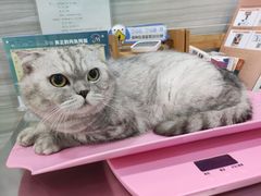 -瑞派名望志远动物医院·猫科·內科·异宠专科(直港大道店)