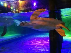 -暹罗海洋世界