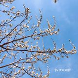 不负春日好时光[鸭子][玫瑰]