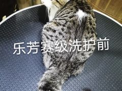 -汪小喵宠物·戴维斯乐芳希施宠馨宝皮毛调理洗护店