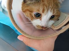 -艾吉宠物医院·疑难杂症转诊中心·猫友好(碧江路院)