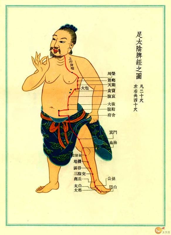 n调节消化系统:足太阴脾经具有健脾行气的功效,可以帮助调节